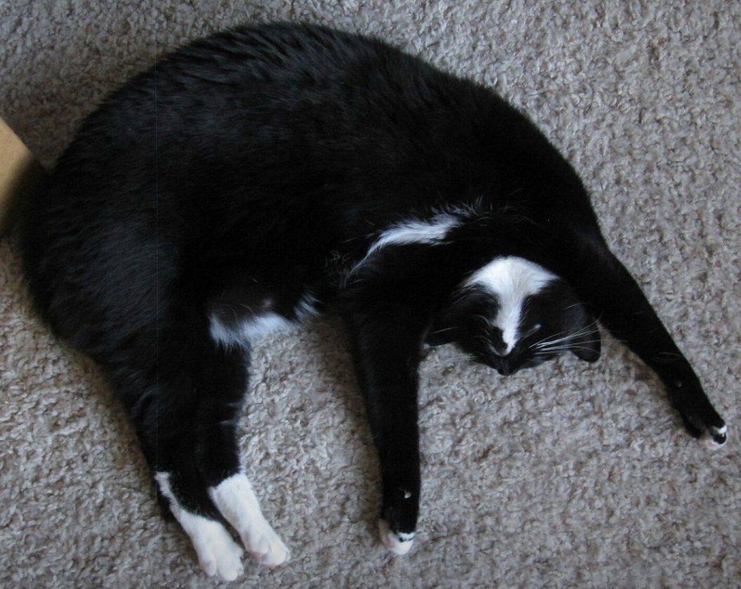 Arya, October 13, 2007 - July 28, 2019 July 2019