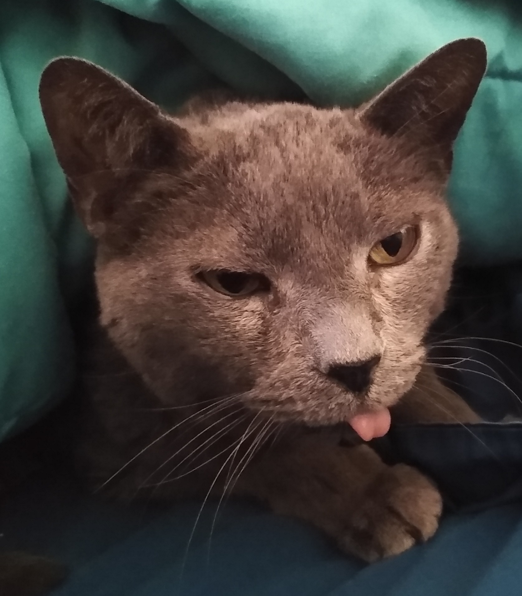 Russian blue, maybe?